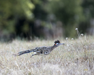 Greater Roadrunner 3995